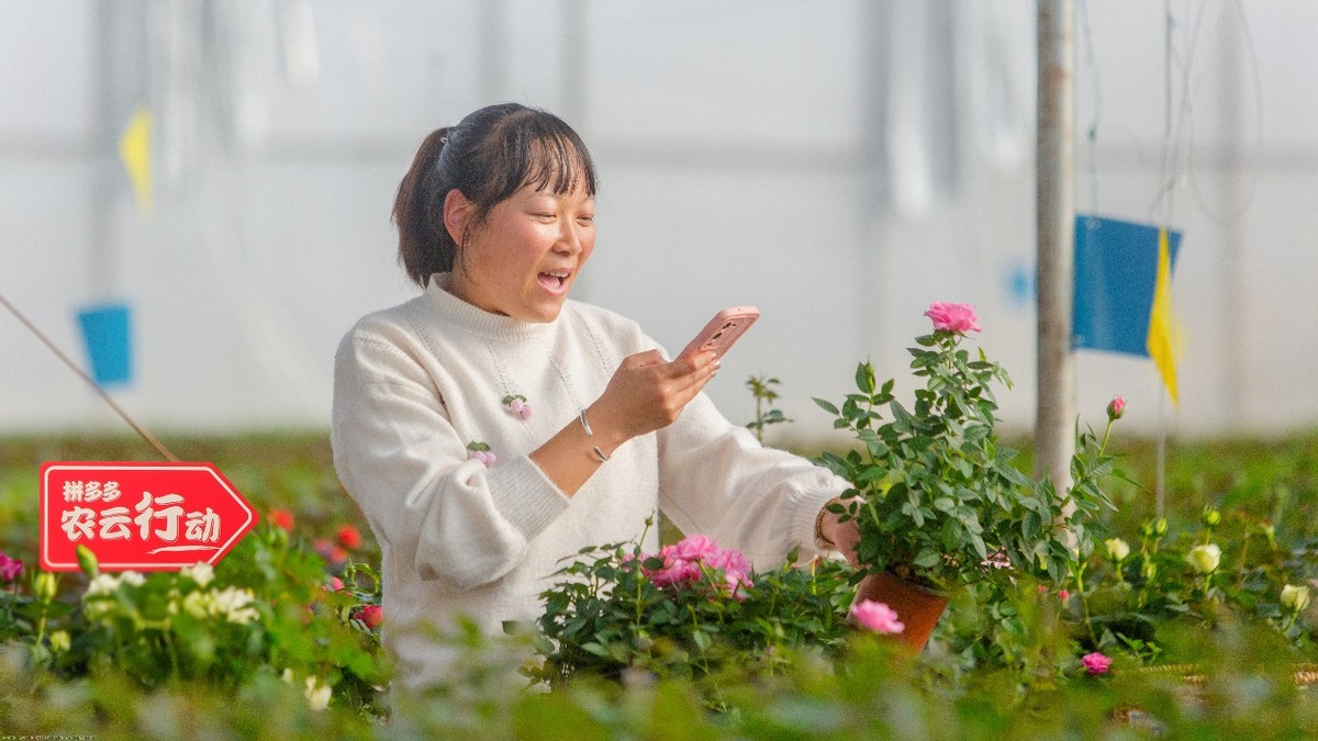 重庆时时彩:拼多多2022年研发费用破百亿,重投农业科技,满足用户品质需求